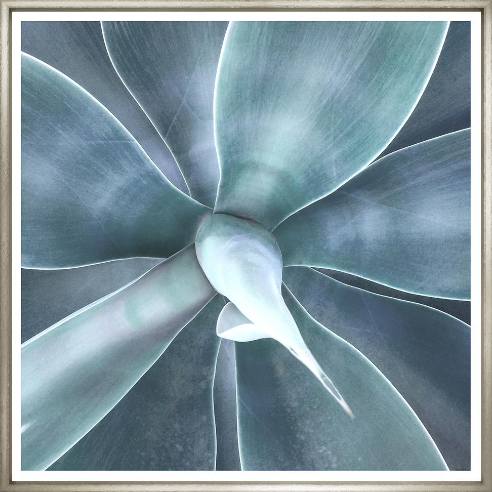 Image SUC-1