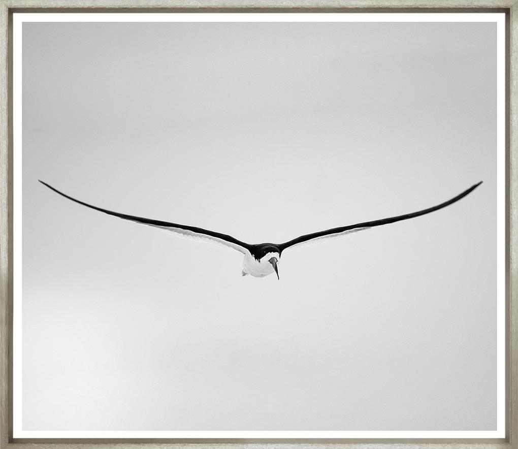 Image TG-1606-1