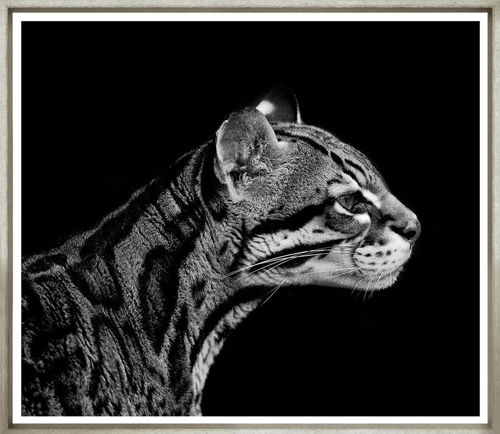 Image TG-265-1
