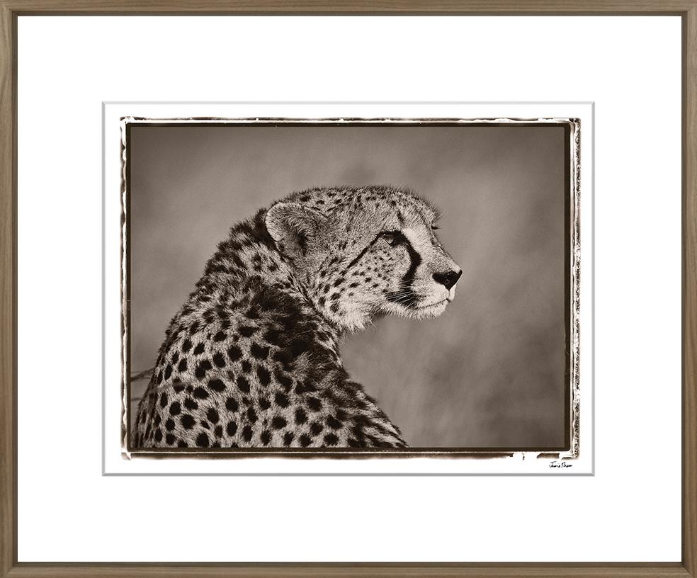 Image JTAL-1