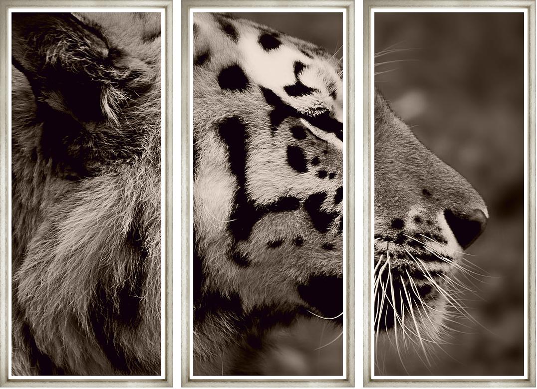 Image TTS667-1