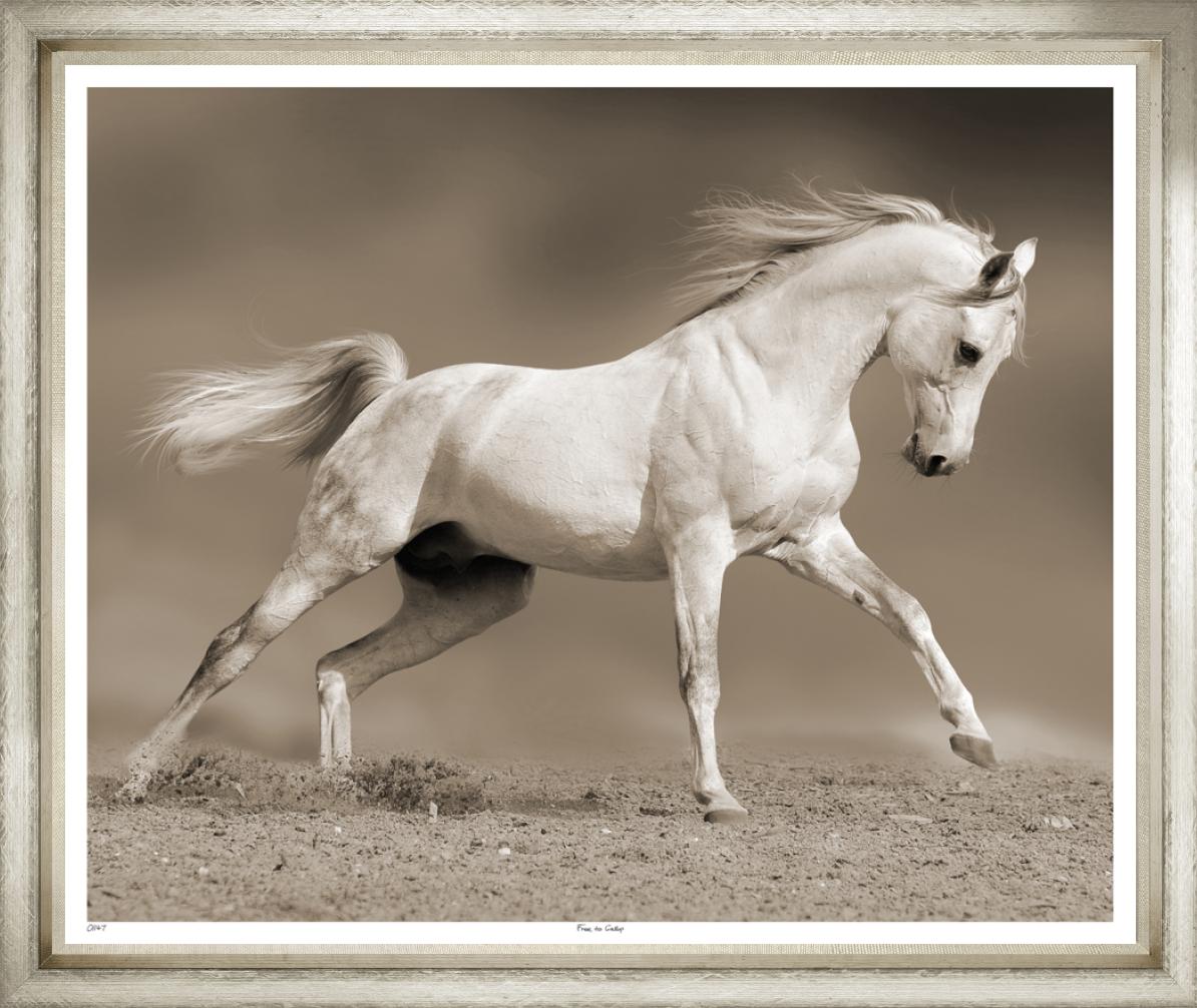 Image TLS1147-1