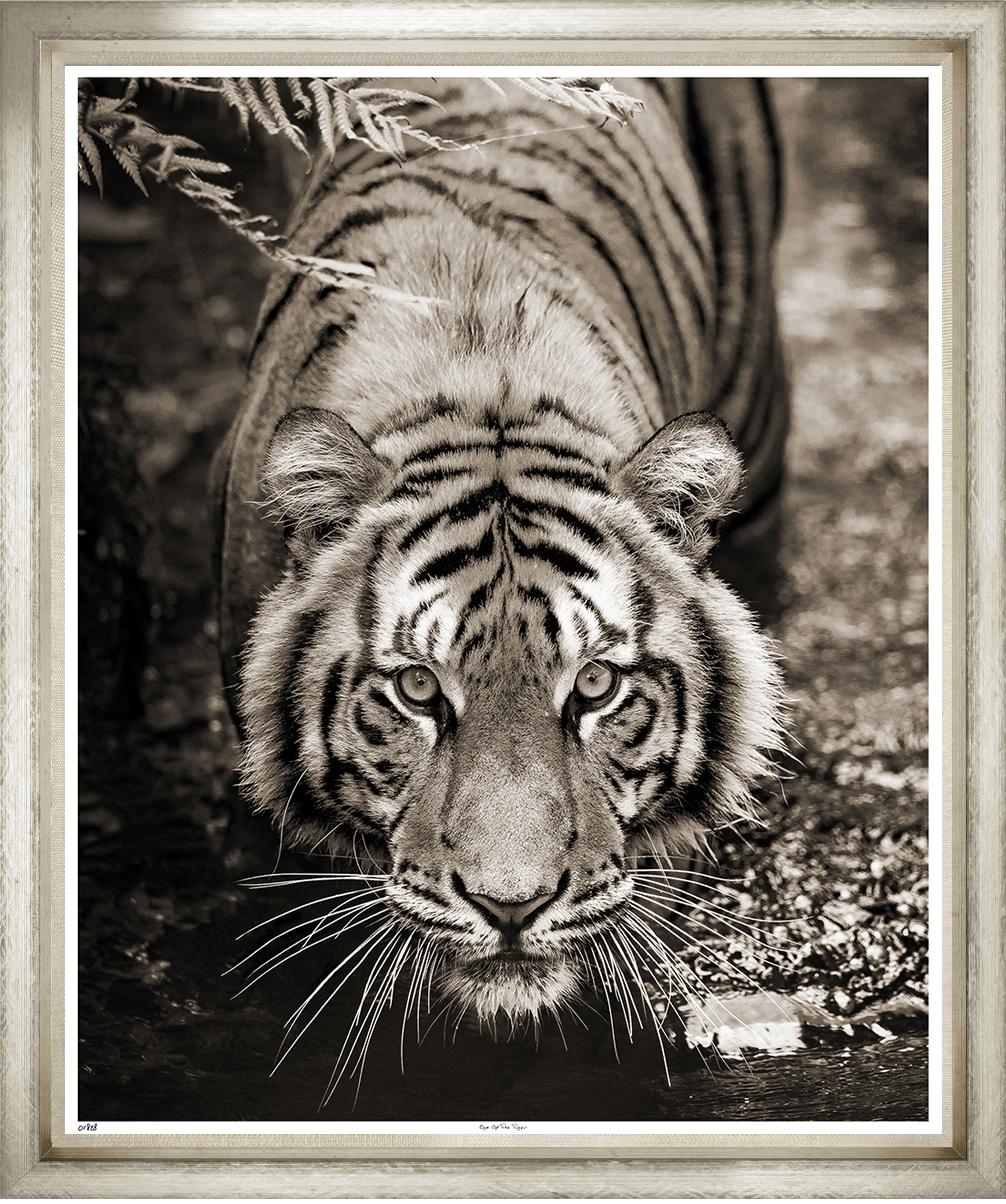 Image TP1828-1