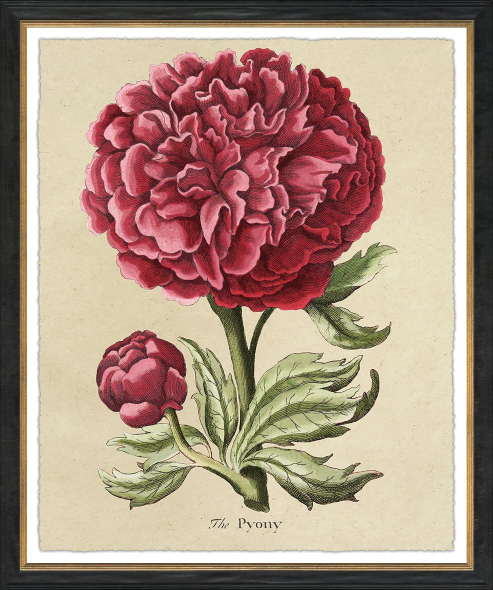 Image SIB-1